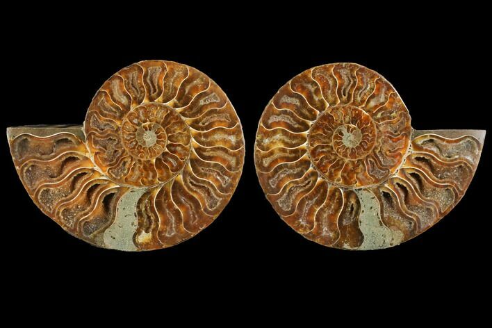 Agatized Ammonite Fossil - Madagascar #111472